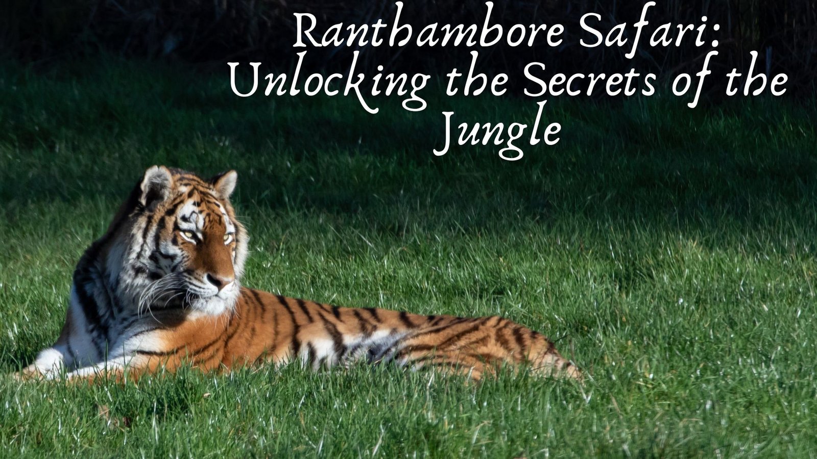 Ranthambore Safari: Unlocking the Secrets of the Jungle