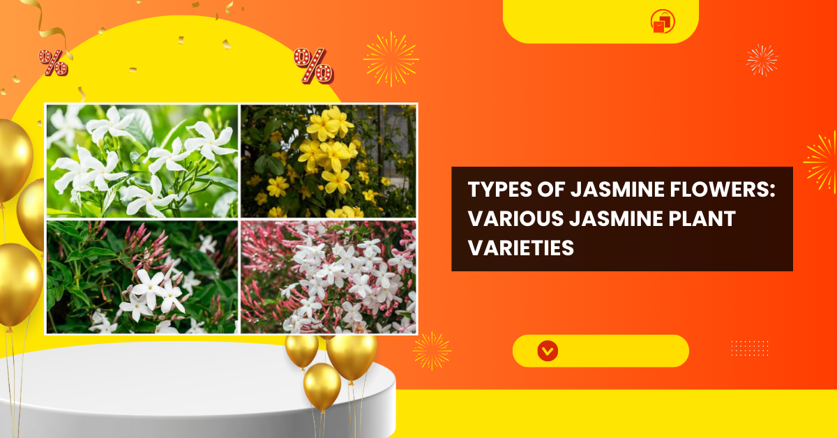 Types of Jasmine Flowers