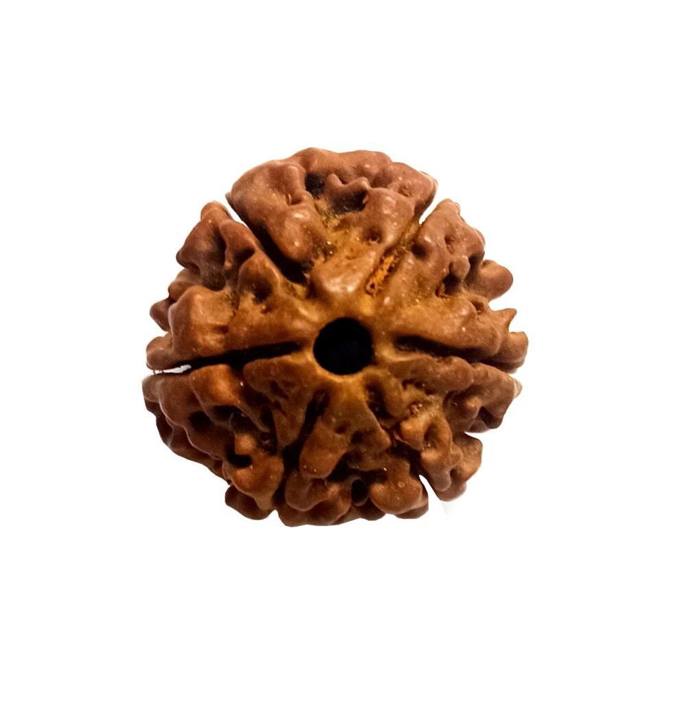 6 Mukhi Rudraksha