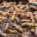 Termite Pest Control Guide by Urban Junggle