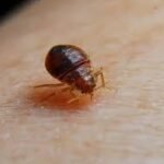 Bed Bug Exterminator Staten Island