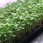 Microgreens in Goodyear: Grow and Enjoy Fresh