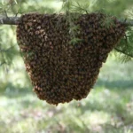 Unique Challenges in Bee Removal from Unusual Places